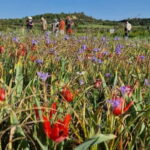 Unforgettable day on safari from Paphos to the Troodos mountains - Exploring the Troodos Mountains: A Full Breakdown of the Safari Experience