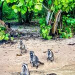 Unique 5 Hours-Boat Tour to Raccoon Island from Fort Lauderdale - Who Would Enjoy This Tour?