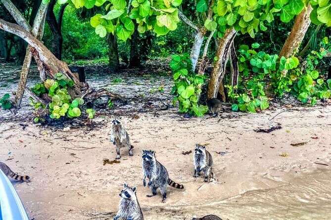 Unique 5 Hours-Boat Tour to Raccoon Island from Fort Lauderdale - Who Would Enjoy This Tour?