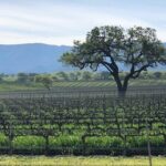 Unique Santa Barbara Wine Country Private Wine Tours and Tastings - Why This Tour Offers Excellent Value