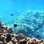Unlimited Guided Snorkeling Tour for Beginners Plus - The Sum Up: Is This Tour Worth It?