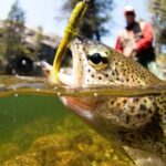 Upper Colorado River Guided Fly Fishing Trip - An In-Depth Look at the Upper Colorado River Fly Fishing Trip