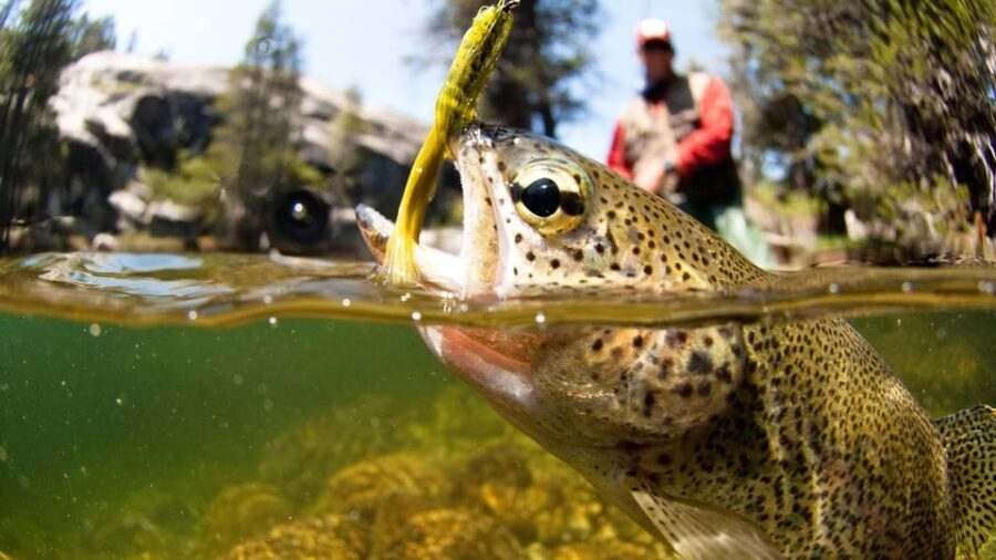 Upper Colorado River Guided Fly Fishing Trip - An In-Depth Look at the Upper Colorado River Fly Fishing Trip