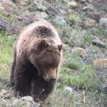 Upper Loop Lamar Wildlife Safari from Gardiner PRIVATE Lunch - Final Thoughts: Is This Tour Worth It?