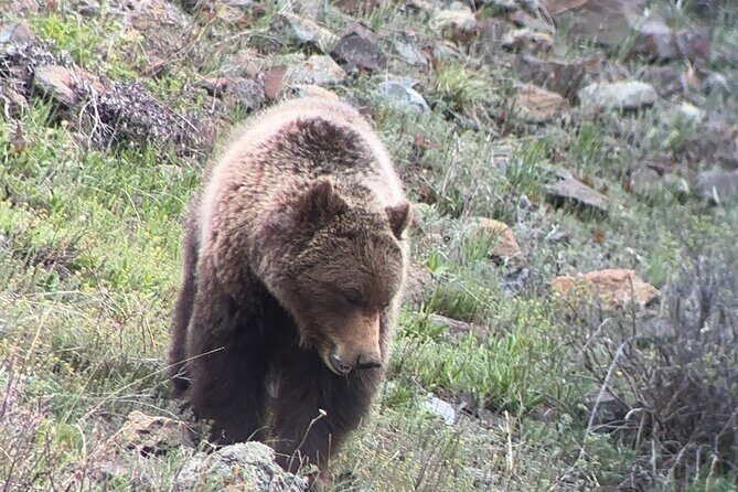 Upper Loop Lamar Wildlife Safari from Gardiner PRIVATE Lunch - Final Thoughts: Is This Tour Worth It?