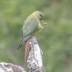 Ushuaia: Birding Tour in Tierra del Fuego National Park - Why We Think This Tour Will Appeal