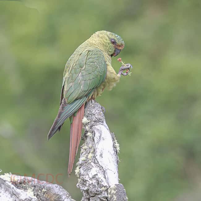 Ushuaia: Birding Tour in Tierra del Fuego National Park - Why We Think This Tour Will Appeal