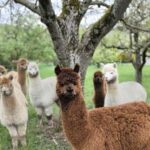 Vaihingen an der Enz: Guided alpaca hiking tour in idyllic countryside - Final Thoughts