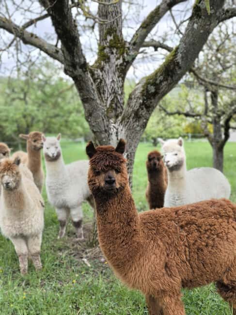 Vaihingen an der Enz: Guided alpaca hiking tour in idyllic countryside - Final Thoughts