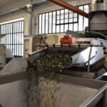 Val Prino: Oil Wine and Orti di Liguria - Who Will Enjoy This Tour?