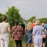 Valeggio: Sorsi dEstate, 3 young wines with guided tour - The Sum Up: Who Should Consider This Experience?