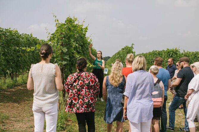 Valeggio: Sorsi dEstate, 3 young wines with guided tour - The Sum Up: Who Should Consider This Experience?
