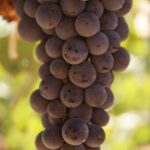 Valle de Guadalupe Private Wine Tour - The Itinerary in Detail