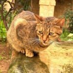 Valletta: Monastery and Secret Garden Entry Ticket - FAQs