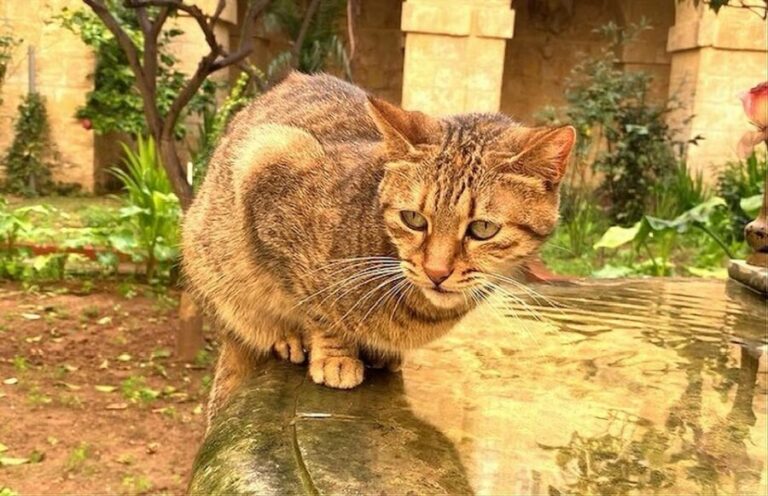 Valletta: Monastery and Secret Garden Entry Ticket - FAQs