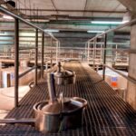 Valley of Tegueste: Wine Tour with Tasting at El Lomo Winery - Practical Tips for Visitors