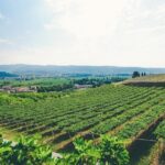 Valpolicella and Amarone Wine-tasting Tour from Verona - Detailed Breakdown of the Itinerary