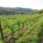 Valpolicella in the round: tasting of typical Valpolicella wines - Practical Details and Tips