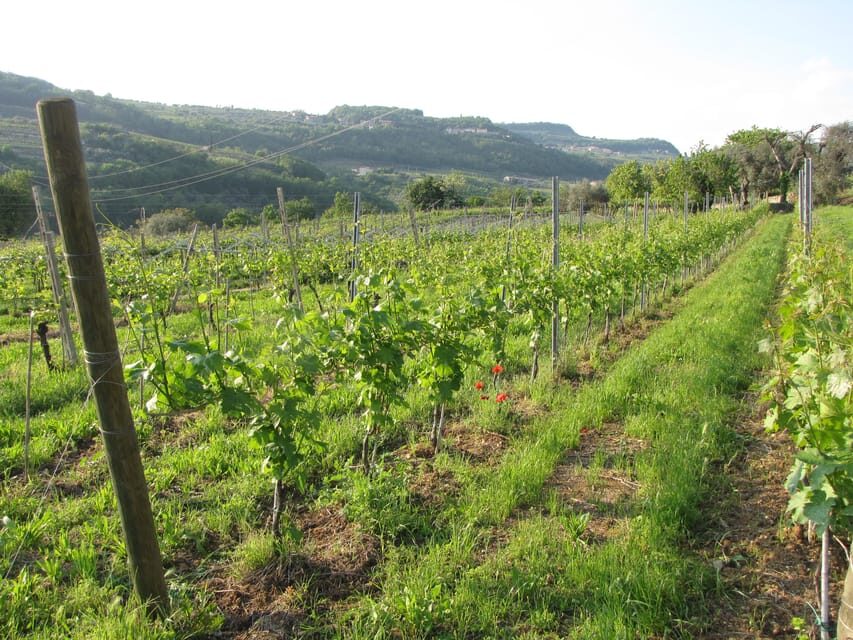 Valpolicella in the round: tasting of typical Valpolicella wines - Practical Details and Tips