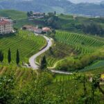 Valpolicella Wine and Olive Oil Tasting with Lunch from Verona - A Culinary Feast and Wine Tasting
