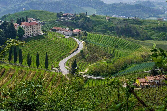 Valpolicella Wine and Olive Oil Tasting with Lunch from Verona - A Culinary Feast and Wine Tasting