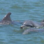 Vanishing Mile Isle Beachcomber Tour - Practical Details That Matter