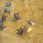 Vanuatu Cultural Village, Waterfalls, Turtles and Blue Lagoon - Who Will Love This Tour?