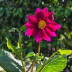 Vegetarian Albanian Food Tour in a Local Garden  Shkodër - Practical Details and How It All Comes Together