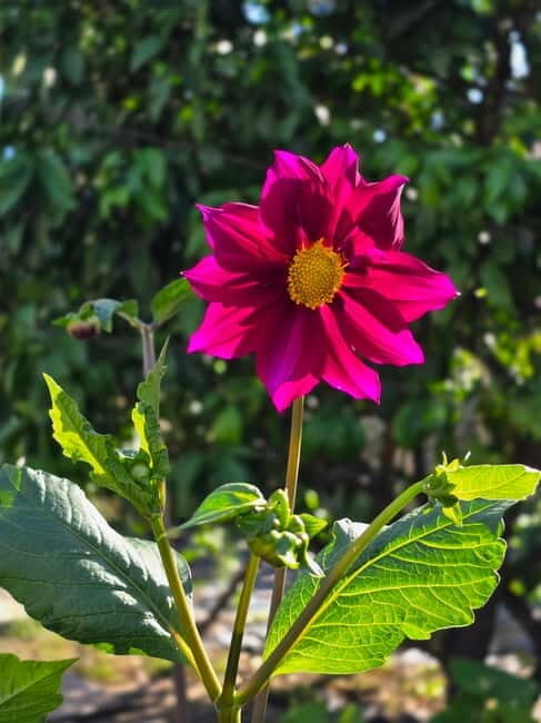 Vegetarian Albanian Food Tour in a Local Garden  Shkodër - Practical Details and How It All Comes Together