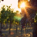 Verona area: Wine Tasting Experience in Valpolicella - A Deep Dive into the Valpolicella Wine Tasting Experience