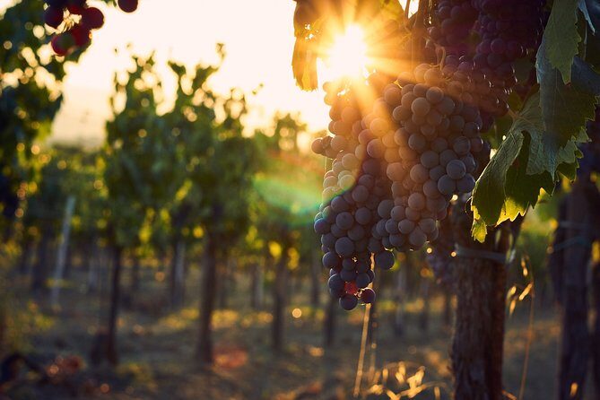 Verona area: Wine Tasting Experience in Valpolicella - A Deep Dive into the Valpolicella Wine Tasting Experience