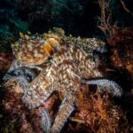 Very First Scuba Dive Experience in the Ocean from Peniche - Who Will Love This Experience?