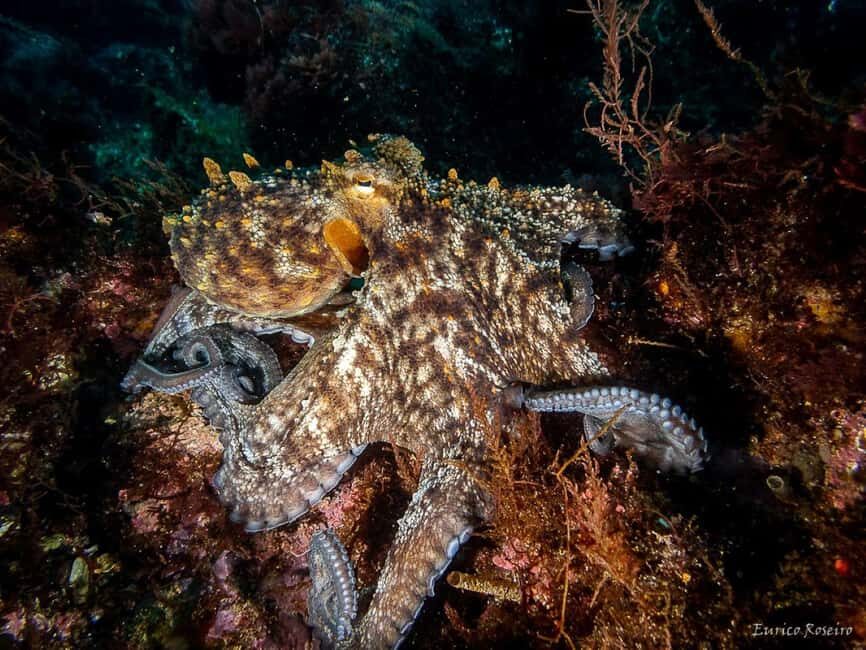 Very First Scuba Dive Experience in the Ocean from Peniche - Who Will Love This Experience?