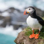 Vestmannaeyjar: Heimaey Island Round Boat Tour - Who Would Love This Tour?