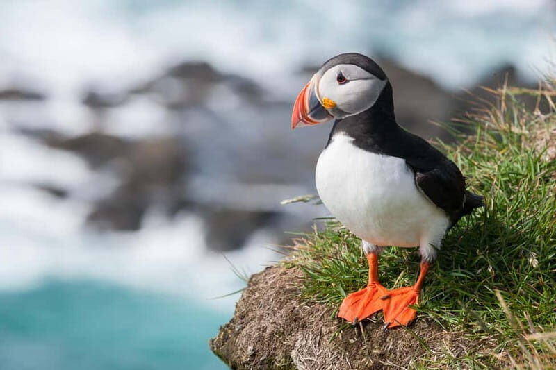 Vestmannaeyjar: Heimaey Island Round Boat Tour - Who Would Love This Tour?