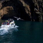 Vestmannaeyjar: Puffin, Island, and Volcano Boat Tour - The Sum Up