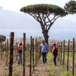 Vesuvio Gran cono + Wine Tasting & Lunch + Transfer from Naples - Exploring the Itinerary in Detail