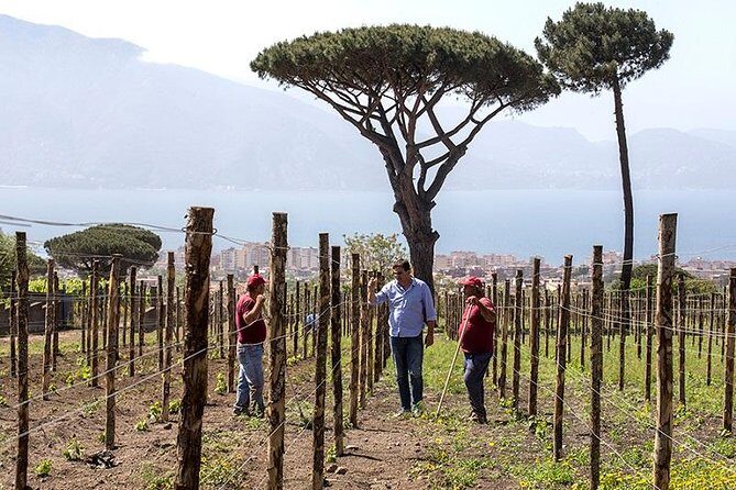 Vesuvio Gran cono + Wine Tasting & Lunch + Transfer from Naples - Exploring the Itinerary in Detail