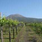 Vesuvius & Vineyard select from Sorrento - A Detailed Look at the Vesuvius & Vineyard Tour