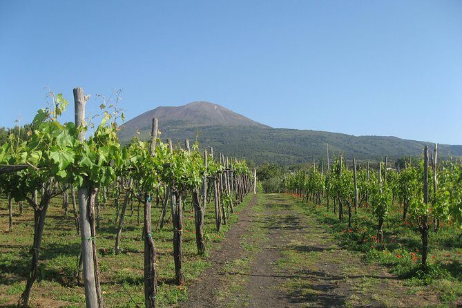 Vesuvius & Vineyard select from Sorrento - A Detailed Look at the Vesuvius & Vineyard Tour