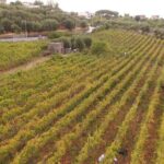 Vesuvius wine tasting with company tour - Exploring the Vesuvius Wine Tasting Tour in Detail
