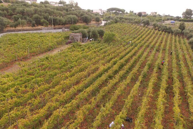 Vesuvius wine tasting with company tour - Exploring the Vesuvius Wine Tasting Tour in Detail