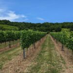 Vienna: Small-Group Wine Tasting Tour - Who Will Enjoy This Tour?