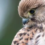 Vienna: Urban Birding  Guided bird watching tour in the big city! - Who Should Consider This Tour?