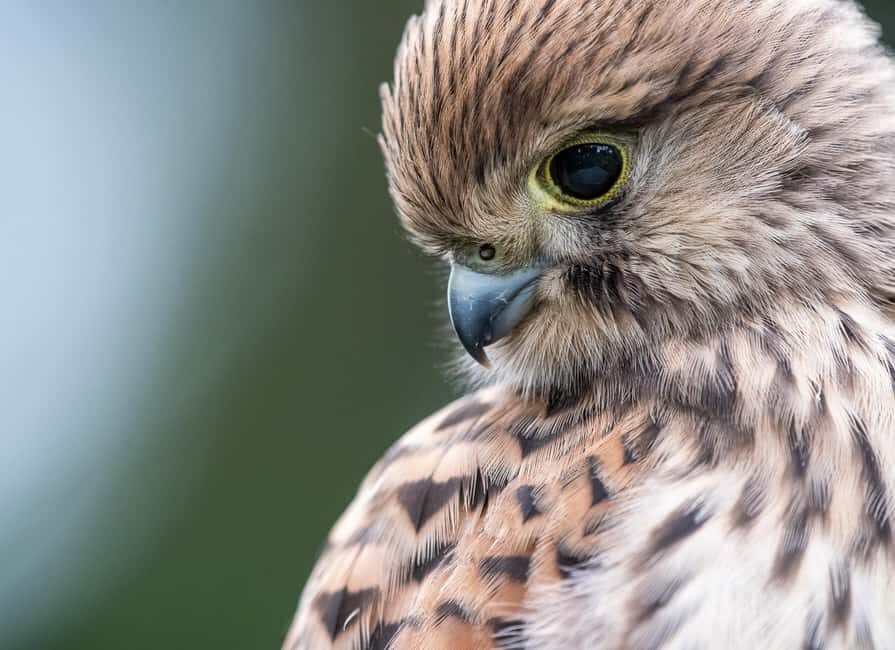 Vienna: Urban Birding  Guided bird watching tour in the big city! - Who Should Consider This Tour?