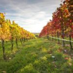 Vienna: Vienna Woods Tour with Underground Lake and Wine - Frequently Asked Questions (FAQs)