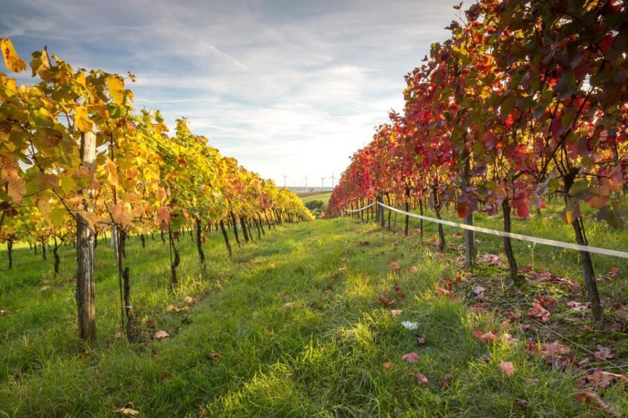 Vienna: Vienna Woods Tour with Underground Lake and Wine - Frequently Asked Questions (FAQs)