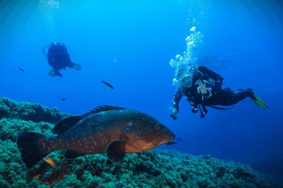 Vila Franca do Campo: Try Scuba Diving - The Underwater Experience