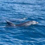 Vilamoura: Private boat Marine Wildlife Watching Safari - The Experience: What You Can Expect