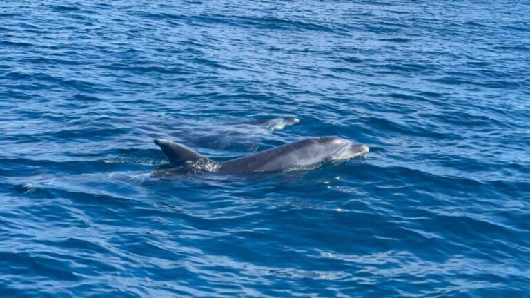 Vilamoura: Private boat Marine Wildlife Watching Safari - The Experience: What You Can Expect